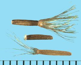  Vernonia noveboracensis.  Achenes with a pappus crown where the outer ring is made of short scales and the inner elements are long filamentous hairs. 