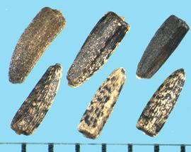  Viguiera stenoloba . Achene with a square cross-section. 