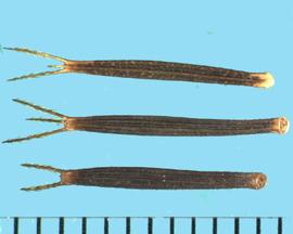  Bidens bipinnata.  Long achenes with a large ring at the base and two or three strong, barbed awns. 