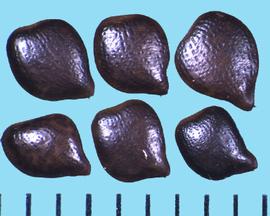  Chamaecrista nictitans.  Shiny seeds with rows of dimples.