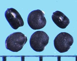  Chenopodium capitatum.  The white hilum is located on the seed margin.