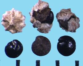  Chenopodium leptophyllum.  Seeds with a distinct margin between the radicle and cotyledon lobe endings. Pericarp presents.