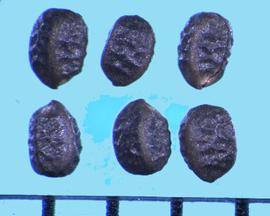  Chamaesyce nutans.  Seeds with two longitudinal ribs and one groove. 