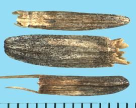  Wyethia amplexicaulis.  Achenes with short scales as the pappus, with an occasional pair of opposing bracts. 