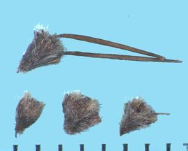  Acaena novae-zelandiae.  Achenes with spine pairs occasionally on the apex. 
