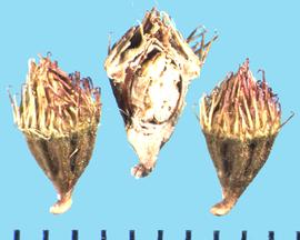  Agrimonia striata.  Burr with distal hooked spines. 