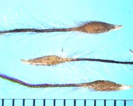  Anemone pulsatilla.  Apex has long awn with coils. The base has a sharp and curved point. 