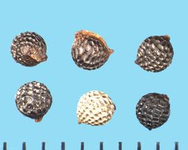  Argemone albiflora . Globose true seeds with reticulations. 