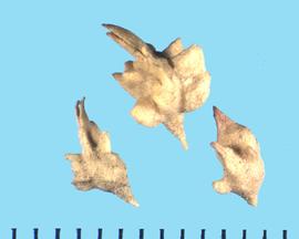  Atriplex gardneri . Utrilce with a pointed top and two slender styles. 
