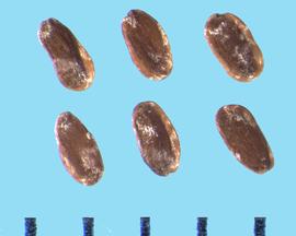  Campanula rapunculoides.  Shiny seeds with dark brown centers and light brown edges.