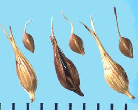  Carex comosa.  Achenes with long, persistent styles.
