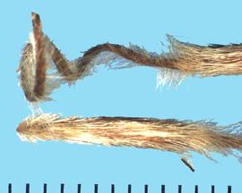  Cercocarpus montanus  var.  montanus.  Achenes are covered with white, appressed hairs.