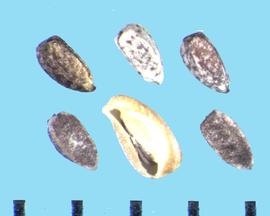  Chamaesyce prostrata.  Seeds with two longitudinal ribs and one groove.