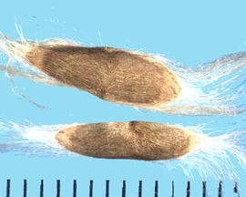  Chilopsis linearis.  Seeds with long, silky hairs on both ends of the oval.
