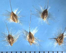  Chloris elata.  Florets with long, silky hairs on the lemma.
