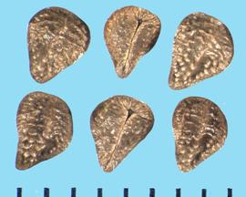 Cryptantha virgata.  Nutlets with transverse and irregular ribs.