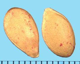  Cucurbita foetidissima.  Seeds that often have fragments of the fruit tissue dried on the surface.