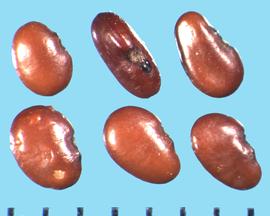  Desmodium tortuosum.  Dark brown seeds with a black hilum ring.