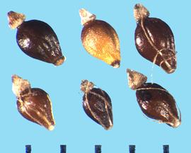  Eleocharis palustris.  Achenes with a conic tubercle.