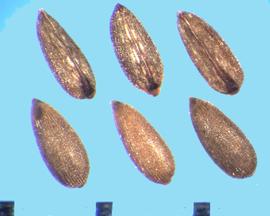  Chamerion angustifolium  ssp.  angustifolium.  Seeds with longitudinal rows of small reticulations.