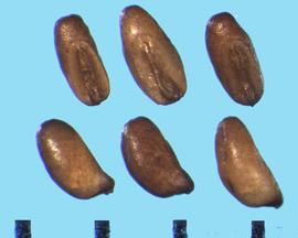  Eragrostis tef.  Caryopses with an embryo that is approximately two-thirds the length of the caryopsis.