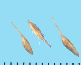  Fallugia paradoxa.  Achenes with a long awn.
