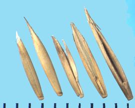  Festuca idahoensis.  The rachilla is covered with short hairs, and the florets may have a short awn.