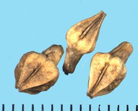  Oenothera hispida.  The capsule's large protruding carpal walls have longitudinal grooves.