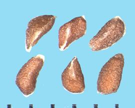  Gilia capitata.  Seeds with a white ridge at the base. 
