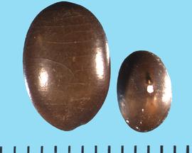  Gleditsia triacanthos.  Seeds vary in size and my have  transverse stress cracks. 