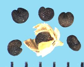  Gypsophila paniculata.  Seeds with circumferential rows of reticulations with shiny bases. Seed capsules also pictured. 