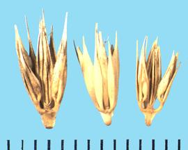  Hordeum brachyantherum  subsp.  brachyantherum.  Spikelets with a long rachilla and lateral spikelets that are usually sterile.