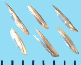  Koeleria macrantha.  Florets with a palea that is transparent and elevated out from the lemma. 