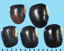  Lathyrus tingitanus . Seeds with a bulky hilum that protrudes from the seed margin, and is half the seed length. 