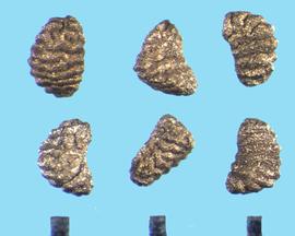  Linaria maroccana.  Irregularly shaped seeds with large transverse ridges covered with small tubercles. 