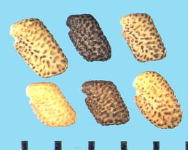  Medicago polyceratia.  Yellow seeds with black tubercles.