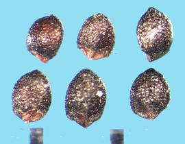  Mentha spicata . Stippled nutlets with a basal attachment with two lateral indentations.