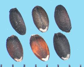  Dracocephalum parviflorum.  Seeds with a white, V-shaped scar at the base. 