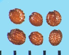 Nasturtium officinale.  Brown reticulated seeds. 