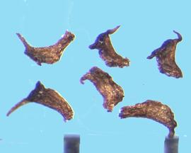  Oxyspora paniculata.  Seeds are irregular shreds, making the shape difficult to describe. 