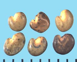  Oxytropis lambertii.  The seed shape is variable from oval to 