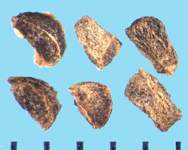  Penstemon barbatus . True seeds with very rough stipples and have various shades of brown. 