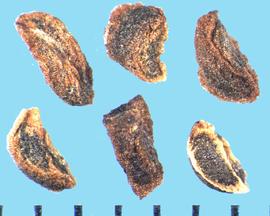  Penstemon rydbergii.  True seeds that are black with brown between the flat surfaces. 