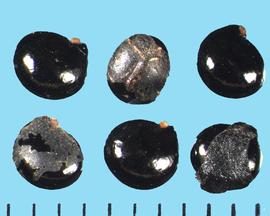  Phytolacca americana.  True seeds, some with fragments of transparent tissue that may adhere to the seed surface.