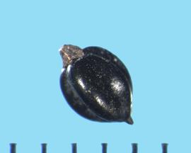  Polygonum punctatum  var.  punctatum.  Achenes with a small point on the apex and a large hump on the base.