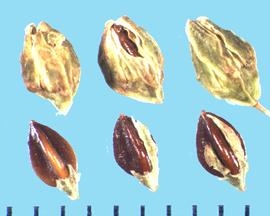  Polygonum ramosissimum.  Achenes that may be covered with sepals that are not winged. 