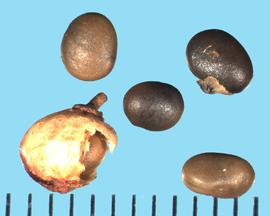 Rhus glabra.  True seeds that are borne in single-seeded fruit pods. 