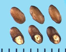  Rosmarinus officinalis.  Nutlets with a Large, circular, and white nutlet attachment at the base. 