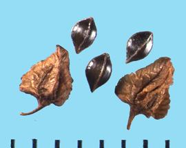  Rumex salicifolius . Achenes with sepals without callosities. 