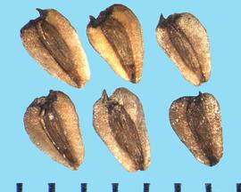  Sagittaria cuneata.  Achenes with a striate center and the lateral wings are covered with rows of small stipples.